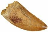 Serrated, Carcharodontosaurus Tooth - Real Dinosaur Tooth #241374-1